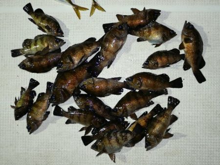 TOPGUN名古屋 釣果