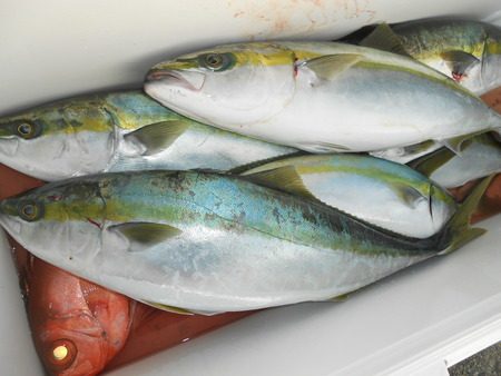 こうゆう丸 釣果