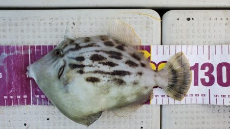 遊漁船　ニライカナイ 釣果