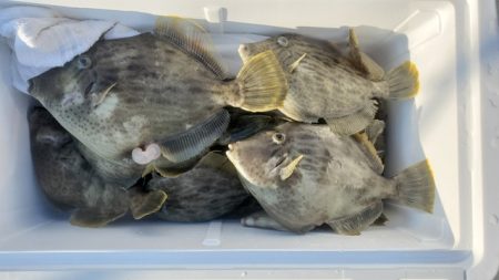 遊漁船 ニライカナイ 釣果
