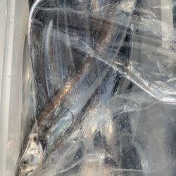 さんさん丸 釣果