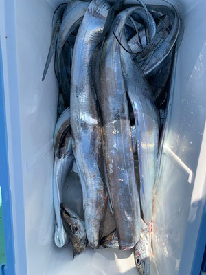 さんさん丸 釣果