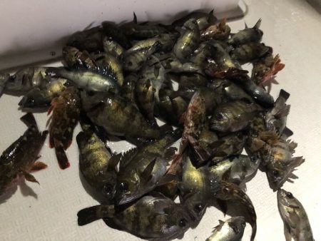 Magic（マジック） 釣果