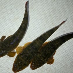 TOPGUN名古屋 釣果