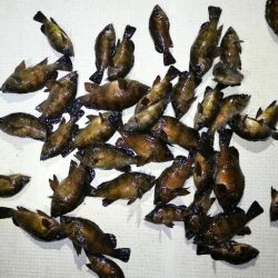 TOPGUN名古屋 釣果