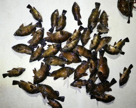 TOPGUN名古屋 釣果