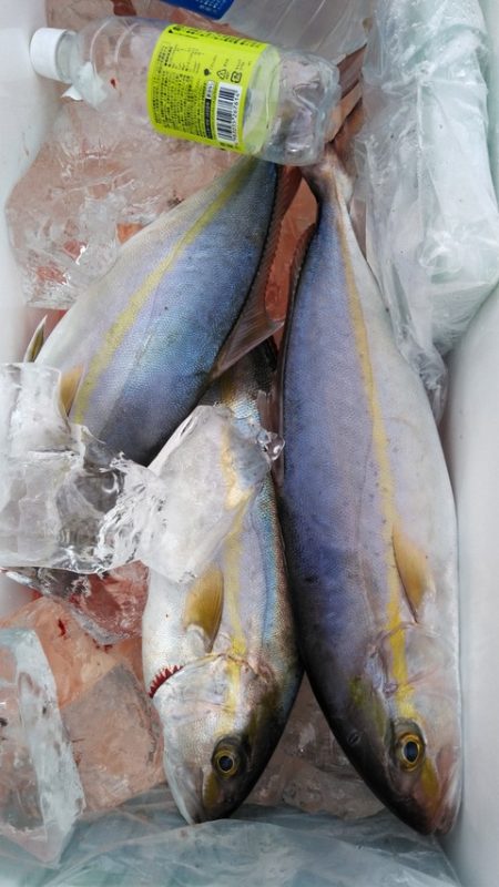 遊漁船 新鋭丸 釣果