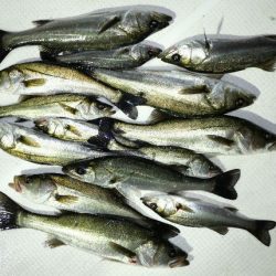 TOPGUN名古屋 釣果