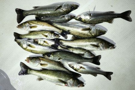 TOPGUN名古屋 釣果