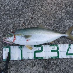 まだまだ釣れます