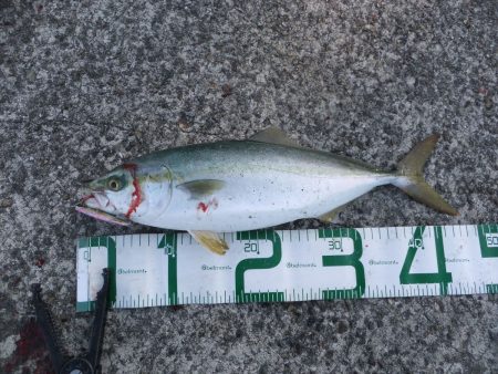 まだまだ釣れます