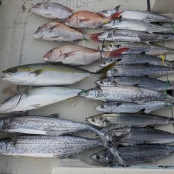 ＨＡＲＵＫＡ丸　はるかまる 釣果