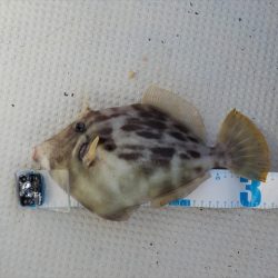 HARUKA丸 はるかまる 釣果