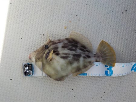 HARUKA丸 はるかまる 釣果