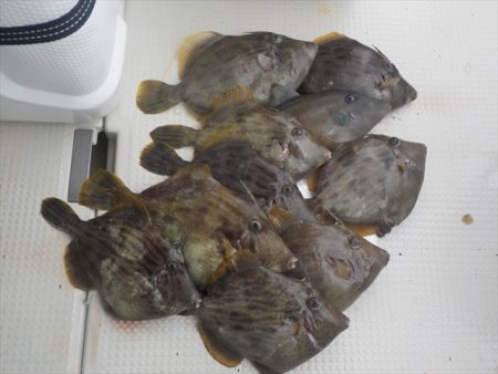 HARUKA丸 はるかまる 釣果