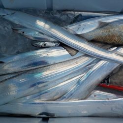 ＨＡＲＵＫＡ丸　はるかまる 釣果