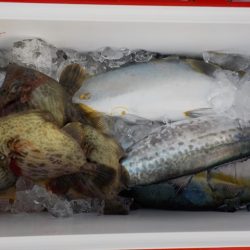 HARUKA丸 はるかまる 釣果