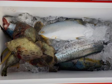 HARUKA丸 はるかまる 釣果