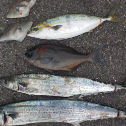 千鳥丸 釣果