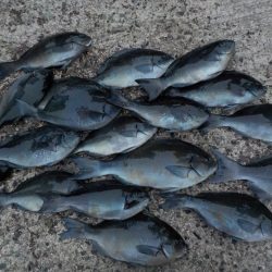 千鳥丸 釣果