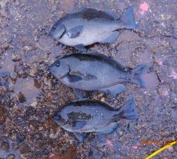 鹿島港魚釣園 釣果