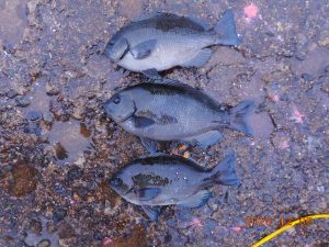 鹿島港魚釣園 釣果