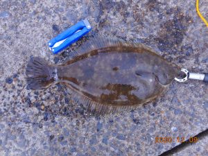 鹿島港魚釣園 釣果