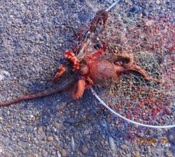 鹿島港魚釣園 釣果