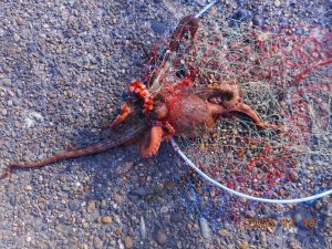 鹿島港魚釣園 釣果