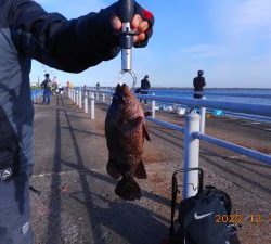 鹿島港魚釣園 釣果