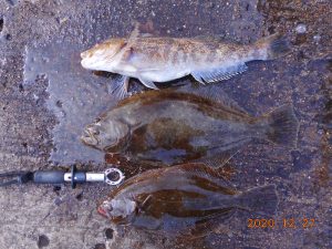 鹿島港魚釣園 釣果