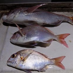 フィッシングボート空風(そらかぜ) 釣果