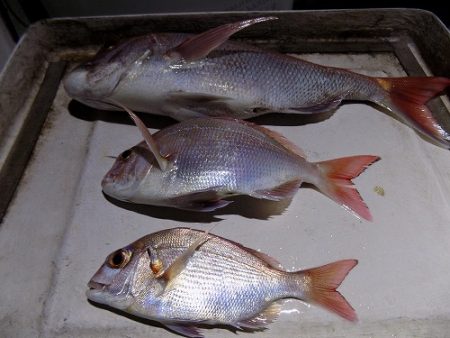 フィッシングボート空風(そらかぜ) 釣果