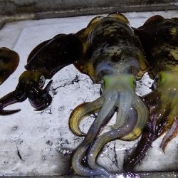 フィッシングボート空風（そらかぜ） 釣果