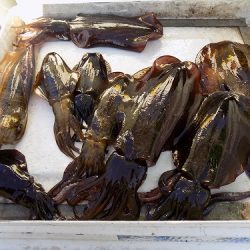 フィッシングボート空風(そらかぜ) 釣果