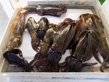 フィッシングボート空風(そらかぜ) 釣果