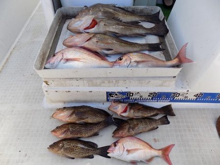 フィッシングボート空風(そらかぜ) 釣果