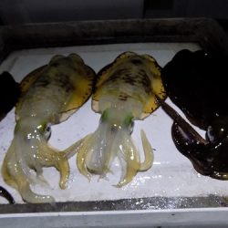 フィッシングボート空風（そらかぜ） 釣果