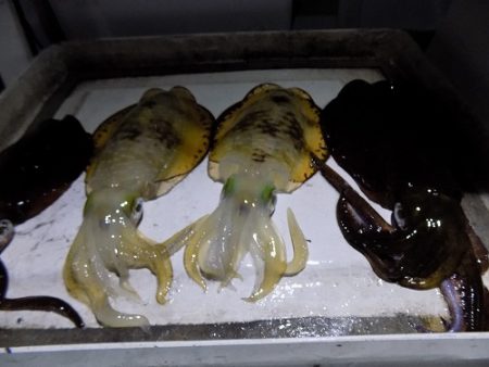 フィッシングボート空風（そらかぜ） 釣果