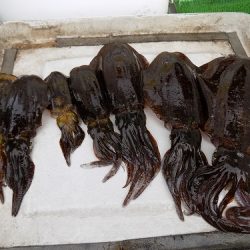 フィッシングボート空風(そらかぜ) 釣果