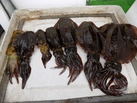 フィッシングボート空風(そらかぜ) 釣果