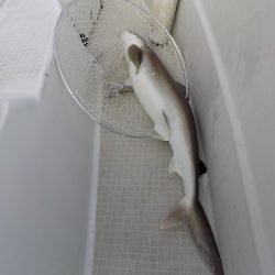 フィッシングボート空風(そらかぜ) 釣果