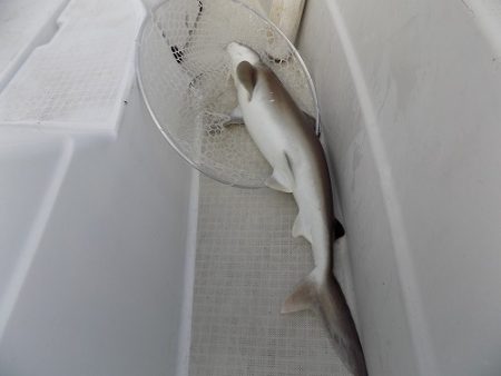 フィッシングボート空風(そらかぜ) 釣果