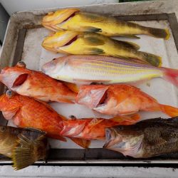 フィッシングボート空風(そらかぜ) 釣果