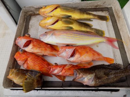 フィッシングボート空風(そらかぜ) 釣果