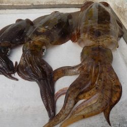 フィッシングボート空風(そらかぜ) 釣果