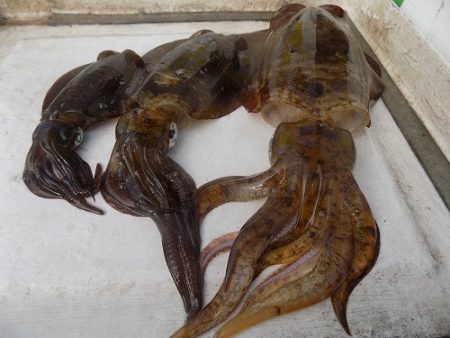 フィッシングボート空風(そらかぜ) 釣果