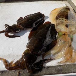 フィッシングボート空風(そらかぜ) 釣果