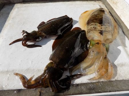 フィッシングボート空風(そらかぜ) 釣果