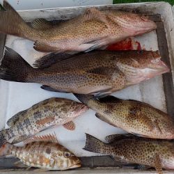 フィッシングボート空風(そらかぜ) 釣果